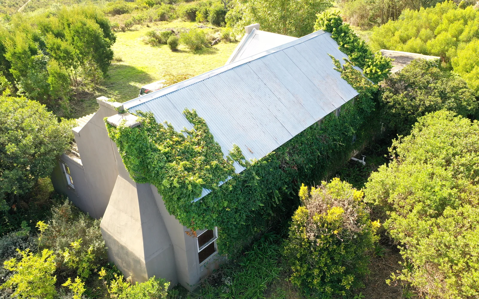 The farmhouse roof from above and to one side, with a creeper growing across the corrugated iron and dense green bush surrounding the building.
